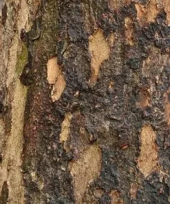 Future Forests Cornus Mas