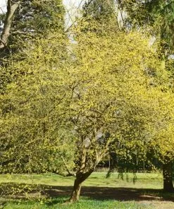 Future Forests Cornus Mas