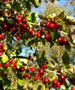 Future Forests Cornus Mas
