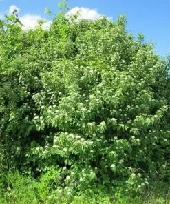 Future Forests Shrubs Cornus Sanguinea