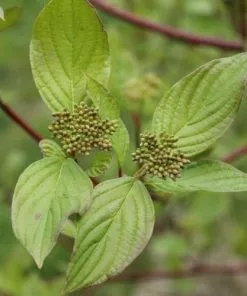 Future Forests Shrubs Cornus Sanguinea