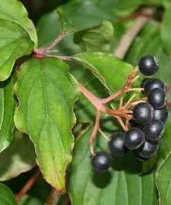 Future Forests Shrubs Cornus Sanguinea
