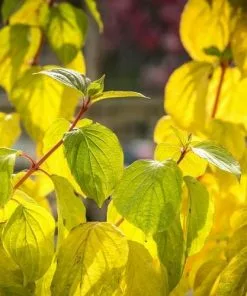 Future Forests Cornus Sanguinea Magic Flame (Winter Beauty) Shrubs