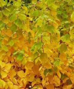 Future Forests Cornus Sanguinea Magic Flame (Winter Beauty) Shrubs