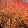 Future Forests Cornus Sanguinea Magic Flame (Winter Beauty) Shrubs
