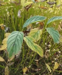 Future Forests Shrubs Cornus Sericea Flaviramea