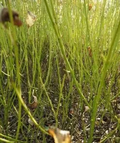 Future Forests Shrubs Cornus Sericea Flaviramea