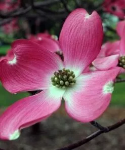 Future Forests Cornus Florida Cherokee Chief Trees