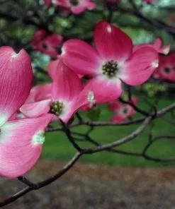 Future Forests Cornus Florida Cherokee Chief Trees