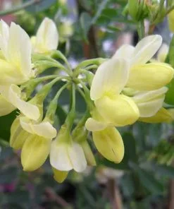 Future Forests Shrubs Coronilla Valentina Subsp. Glauca Citrina