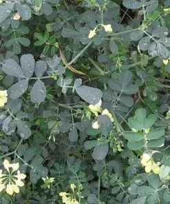 Future Forests Shrubs Coronilla Valentina Subsp. Glauca Citrina