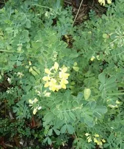 Future Forests Shrubs Coronilla Valentina Subsp. Glauca Citrina