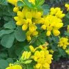 Future Forests Shrubs Coronilla Valentina Subsp. Glauca Citrina