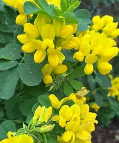 Future Forests Shrubs Coronilla Valentina Subsp. Glauca Citrina