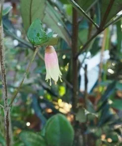 Future Forests Correa Marian's Marvel