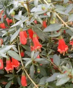 Future Forests Shrubs Correa Pulchella