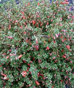 Future Forests Shrubs Correa Pulchella