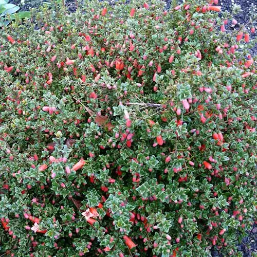 Future Forests Shrubs Correa Pulchella 4 Future Forests Shrubs Correa Pulchella