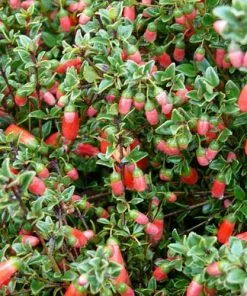 Future Forests Shrubs Correa Pulchella 9 Future Forests Shrubs Correa Pulchella