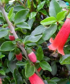 Future Forests Shrubs Correa Pulchella 8 Future Forests Shrubs Correa Pulchella