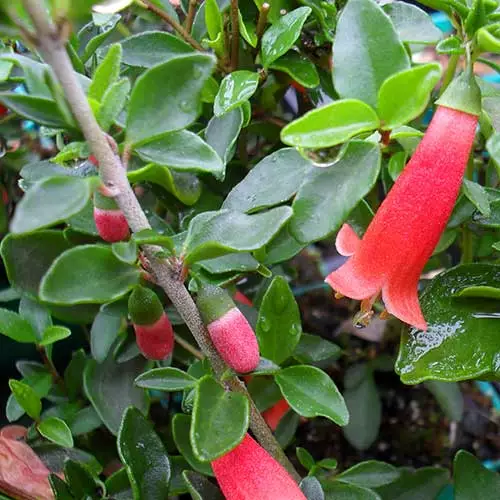 Future Forests Shrubs Correa Pulchella 5 Future Forests Shrubs Correa Pulchella