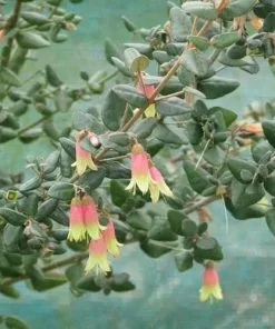 Future Forests Correa Marian's Marvel