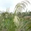 Future Forests More Cortaderia Richardii 2 Future Forests More Cortaderia Richardii