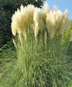 Future Forests Cortaderia Selloana More 7 Future Forests Cortaderia Selloana More