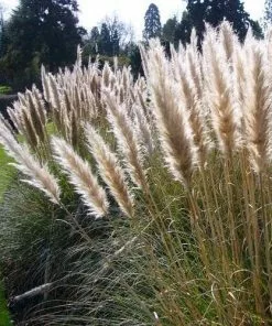 Future Forests Cortaderia Selloana More 9 Future Forests Cortaderia Selloana More