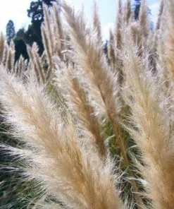 Future Forests Cortaderia Selloana More 8 Future Forests Cortaderia Selloana More