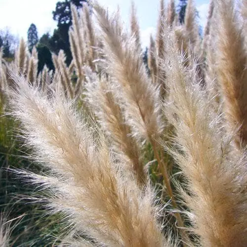 Future Forests Cortaderia Selloana More 5 Future Forests Cortaderia Selloana More