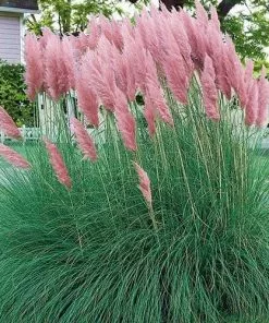 Future Forests More Cortaderia Selloana Pink Feather 8 Future Forests More Cortaderia Selloana Pink Feather