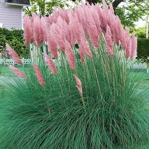 Future Forests More Cortaderia Selloana Pink Feather 5 Future Forests More Cortaderia Selloana Pink Feather
