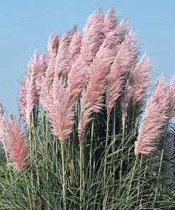 Future Forests More Cortaderia Selloana Pink Feather
