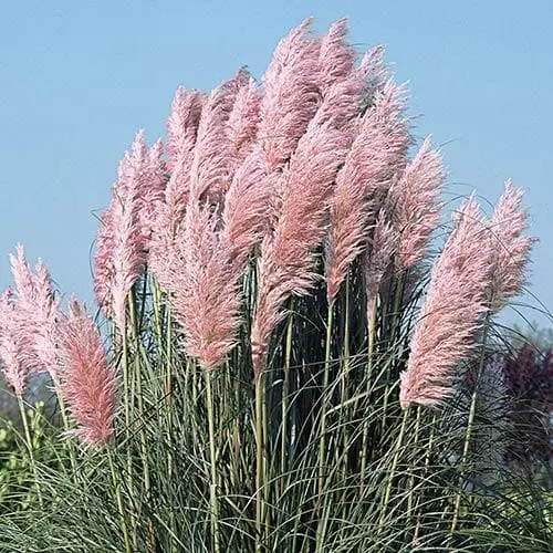 Future Forests More Cortaderia Selloana Pink Feather 3 Future Forests More Cortaderia Selloana Pink Feather
