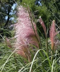 Future Forests More Cortaderia Selloana Pink Feather 7 Future Forests More Cortaderia Selloana Pink Feather