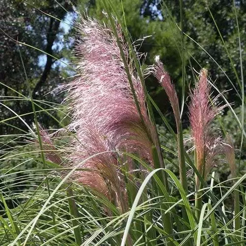 Future Forests More Cortaderia Selloana Pink Feather 4 Future Forests More Cortaderia Selloana Pink Feather