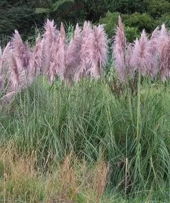 Future Forests More Cortaderia Selloana Pink Feather 9 Future Forests More Cortaderia Selloana Pink Feather