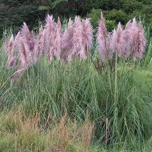 Future Forests More Cortaderia Selloana Pink Feather 6 Future Forests More Cortaderia Selloana Pink Feather