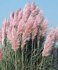 Future Forests More Cortaderia Selloana Rosea