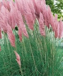 Future Forests More Cortaderia Selloana Rosea