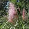 Future Forests More Cortaderia Selloana Rosea