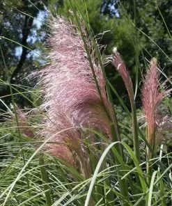 Future Forests More Cortaderia Selloana Rosea