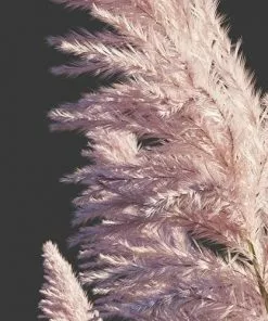 Future Forests More Cortaderia Selloana Rosea