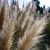 Future Forests Cortaderia Selloana Pumila