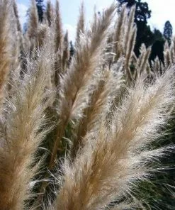 Future Forests Cortaderia Selloana Pumila