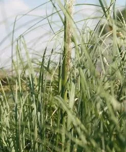 Future Forests Cortaderia Selloana Pumila