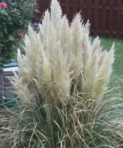 Future Forests Cortaderia Selloana Pumila