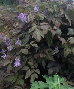 Future Forests All Perennials Corydalis Temuifolia Chocolate Stars