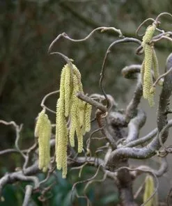Future Forests Corylus Avellana Contorta